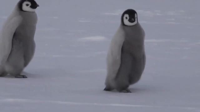 «Минута науки»: почему белые медведи не едят пингвинов? смотреть онлайн