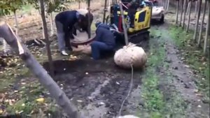 Процесс выкопки деревьев в Питомнике 'Сад Вашей мечты'®