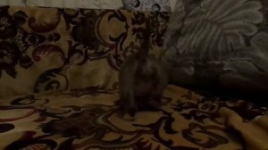 мини бультерьер