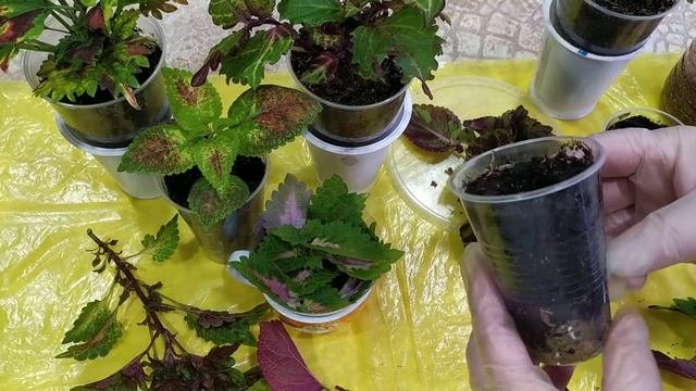 Колеусы. Три способа укоренения.