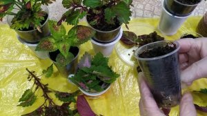 Колеусы. Три способа укоренения.