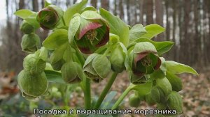Трава морозник кавказский: описание, свойства и применение
