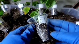 Пересаживаю черенки из вермикулита. Месяц без полива!