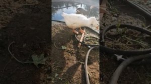 Пруд для гусей своими руками