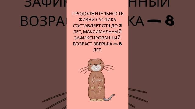 интересные факты о сусликов