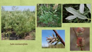 Древесные растения тайги