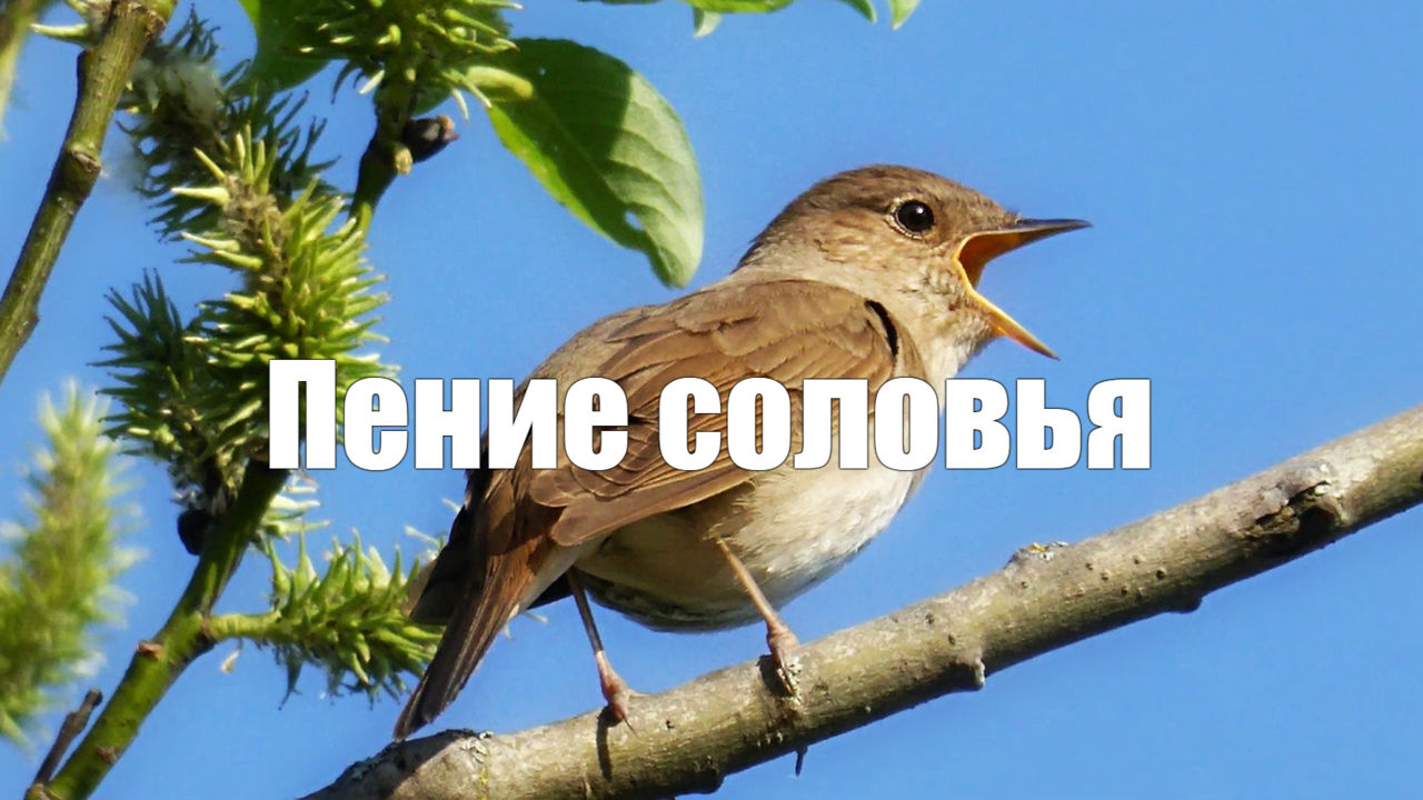 Красивое Пение соловья для отдыха, сна. 1 час для здоровья