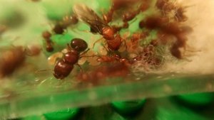 содержание acanthomyrmex glabfemoralis, муравьёв гномов