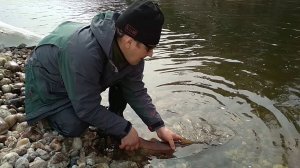 ПОЙМАЛ ТАЙМЕНЯ И ОТПУСТИЛ