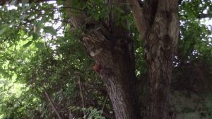 2017_08_25_В с.ГОФИЦКОЕ ЖИВУТ ВОТ ТАКИЕ ШКОДНЫЕ БЕЛКИ)))).mp4