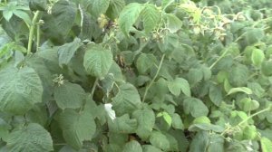 Ремонтантная малина Оранжевое чудо