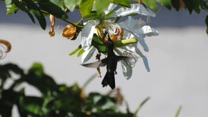 Ariel Ramirez  - Misa Criolla - La Peregrinación (huella pampeana) - guitar