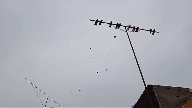 Голуби Тулегена Астраханская Область п Зензели
