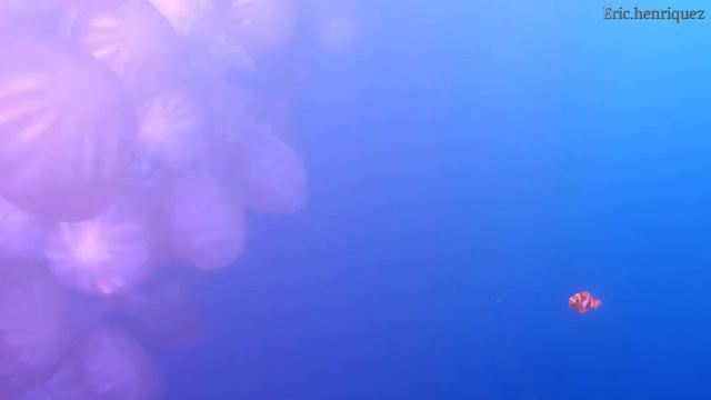 Regarder Le Monde de Nemo - Film Complet En Francais - Meilleurs Moments смотреть онлайн