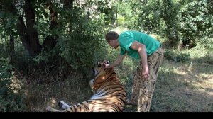 Амурская тигрица Василиса родила двух тигрят.Тайган.Крым