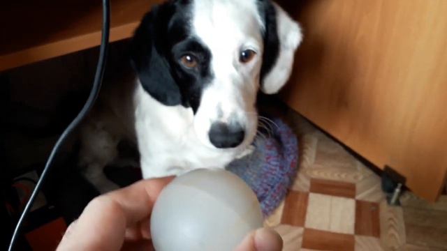 Показываю как я забираю шарик у моей собаки из пасти смотреть онлайн
