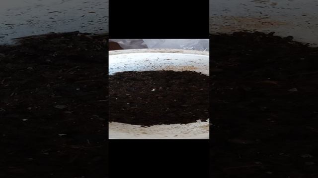 Всходы статицы, черенки роз зазеленели