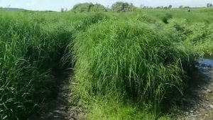 Томск. Парк стадиона "Буревестник" г. Томск. Достопримечательности Томска. Куда пойти в Томске