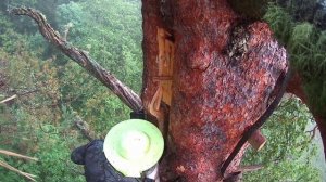 Бортевой Мёд. Дикие пчёлы, дикий мёд. wild honey and wild bees