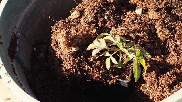 如何种一颗铁线莲how to plant a clematis