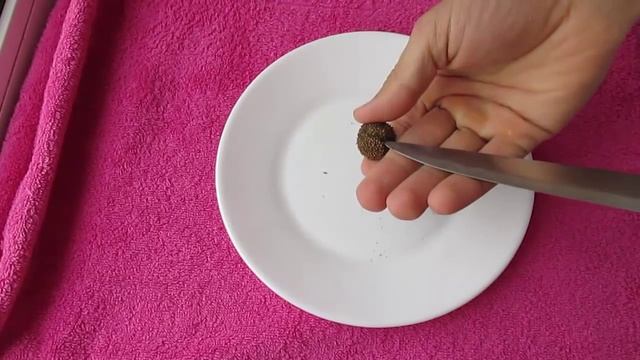 Сбор семян платана и знакомство с ними смотреть онлайн