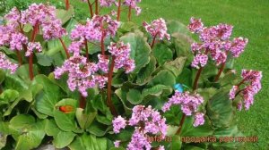 Бадан сердцелистный видовая Норма ? обзор: как сажать, рассада, саженцы бадана видовая Норма