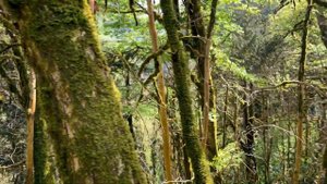 Тисо-самшитовая роща в Сочи