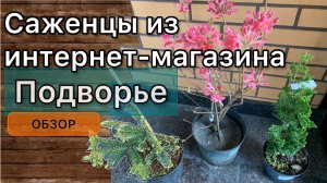 Обзор растений из интернет-магазина Подворье. Рододендрон, туя, ель