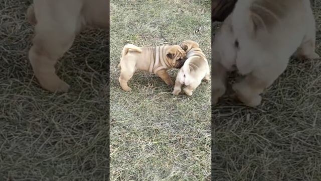 Sharpei puppies girls. Щенки шарпея девочки