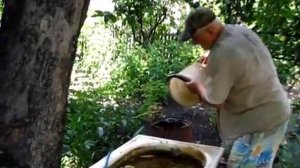 Настой КУРИНОГО ПОМЁТА  Готовим маточный раствор