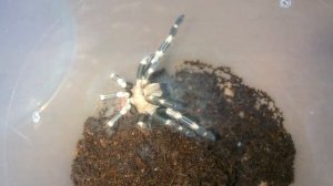 Обзор Nhandu chromatus