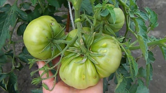 Томат Монтероса Monterosa. Цветение и завязывание плодов. смотреть онлайн