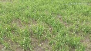 Люцерна, очень слабые всходы! Кто виновник?