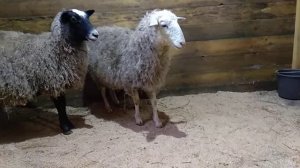 Овцы. Защита территории. Боевые овечки)