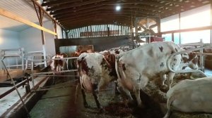 Идеальный коровник (ферма) на мой взгляд