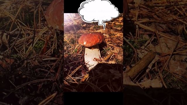 Білий Гриб???