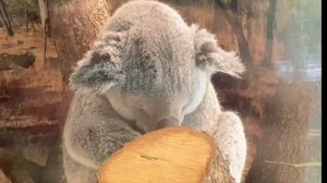 Vlog#3 _ Miami _ Wynwood _ Ocean Drive _ Moris Kvitelashvili and Annabelle Morozov