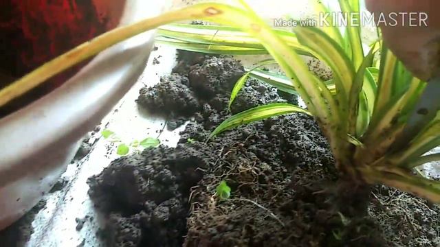 5-Pandanus Plant Propagation смотреть онлайн