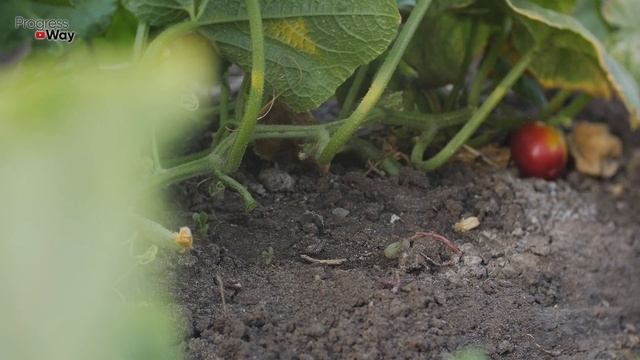 Немедленно опрыскайте огурцы этой смесью от всех болезней! смотреть онлайн