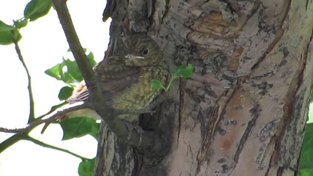 Птенец горихвостки. смотреть онлайн