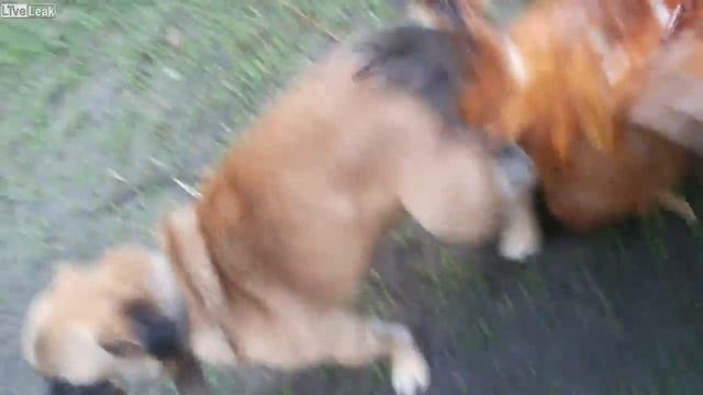 Скрещивание собаки с петухом. animal breeding Dog on Rooster. смотреть онлайн