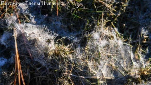 Резкие перепады температур зимой. Что делать с Розами? смотреть онлайн