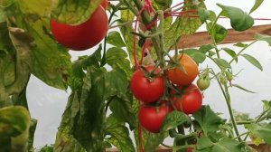 закрытие сезона томатов на гидропонике 2022г -количество урожая на момент съемки