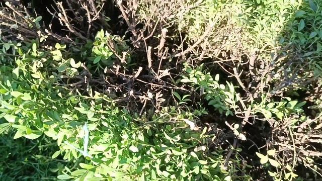 Что делать если изгородь из самшита стала не красивая и большая? Стрижка лаванды. смотреть онлайн