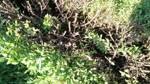 Что делать если изгородь из самшита стала не красивая и большая? Стрижка лаванды.