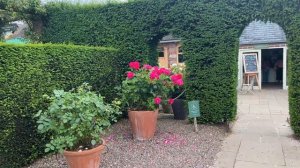 🌹 Planting More than 1 David Austin Rose in a Pot / How many Roses Fit in a Planter?