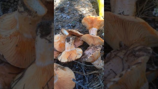 Собираем Рыжики Оренбургская область смотреть онлайн