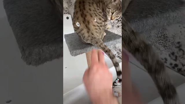 Саванна 😺🐆 #richcatsss #саванна смотреть онлайн