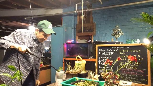 Geranium: cuttings from yesterday смотреть онлайн