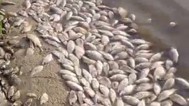 Мор рыбы на Верхнем Дону смотреть онлайн